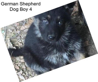 German Shepherd Dog Boy 4