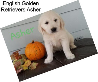 English Golden Retrievers Asher