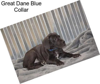 Great Dane Blue Collar