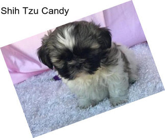 Shih Tzu Candy