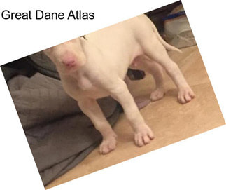 Great Dane Atlas