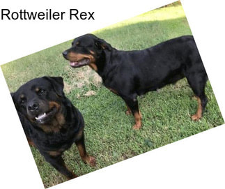 Rottweiler Rex