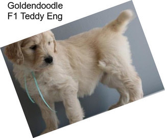 Goldendoodle F1 Teddy Eng