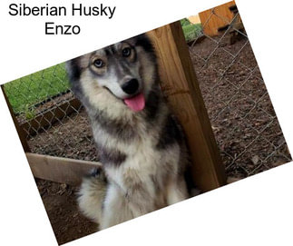 Siberian Husky Enzo