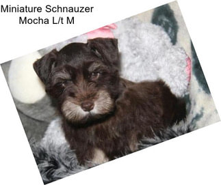 Miniature Schnauzer Mocha L/t M