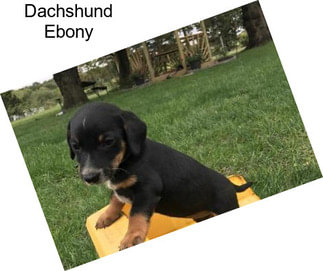 Dachshund Ebony