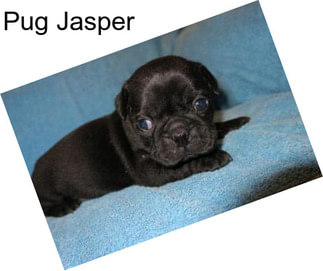 Pug Jasper
