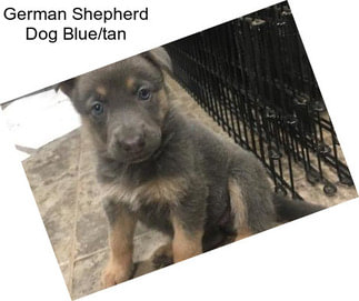 German Shepherd Dog Blue/tan