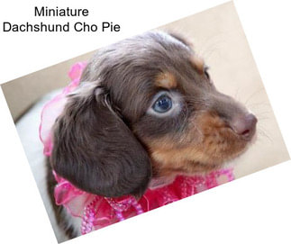 Miniature Dachshund Cho Pie