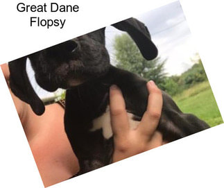 Great Dane Flopsy