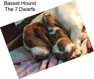 Basset Hound The 7 Dwarfs