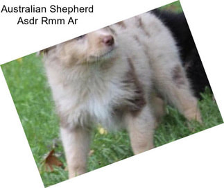 Australian Shepherd Asdr Rmm Ar