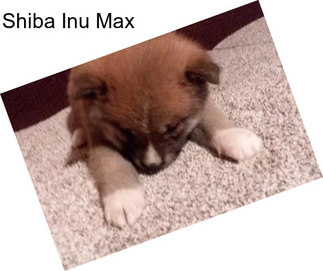 Shiba Inu Max