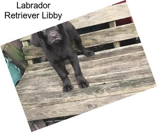 Labrador Retriever Libby