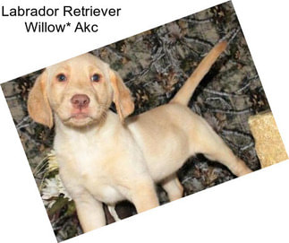 Labrador Retriever Willow* Akc
