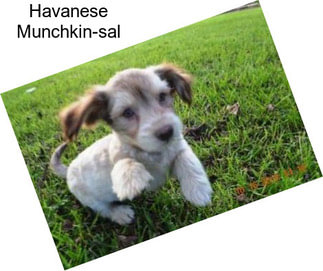 Havanese Munchkin-sal