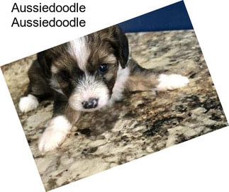 Aussiedoodle Aussiedoodle