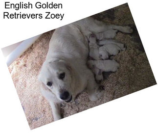 English Golden Retrievers Zoey