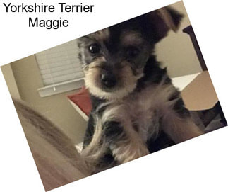 Yorkshire Terrier Maggie