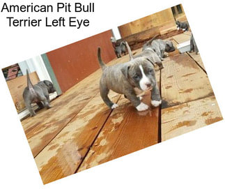 American Pit Bull Terrier Left Eye