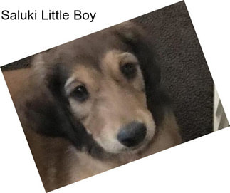 Saluki Little Boy