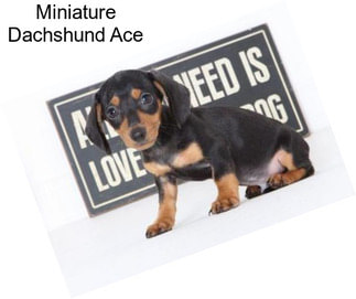 Miniature Dachshund Ace