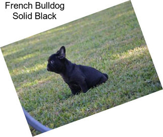 French Bulldog Solid Black