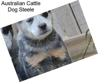 Australian Cattle Dog Steele