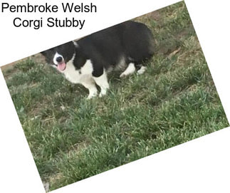 Pembroke Welsh Corgi Stubby