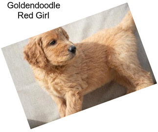 Goldendoodle Red Girl