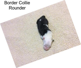 Border Collie Rounder