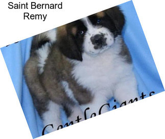 Saint Bernard Remy