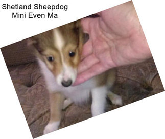 Shetland Sheepdog Mini Even Ma