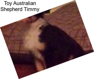 Toy Australian Shepherd Timmy