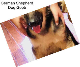 German Shepherd Dog Goob