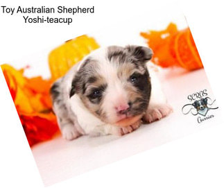 Toy Australian Shepherd Yoshi-teacup