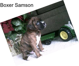 Boxer Samson