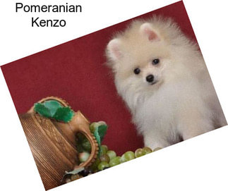 Pomeranian Kenzo