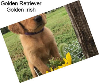 Golden Retriever Golden Irish