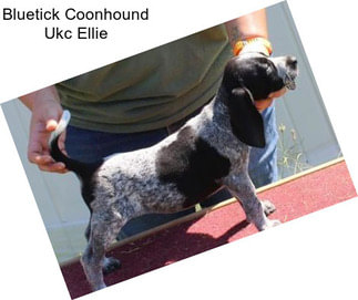 Bluetick Coonhound Ukc Ellie