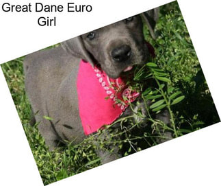 Great Dane Euro Girl