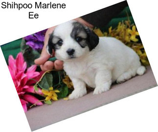 Shihpoo Marlene Ee