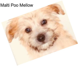 Malti Poo Mellow