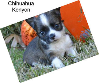 Chihuahua Kenyon