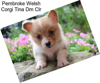 Pembroke Welsh Corgi Tina Dm Clr