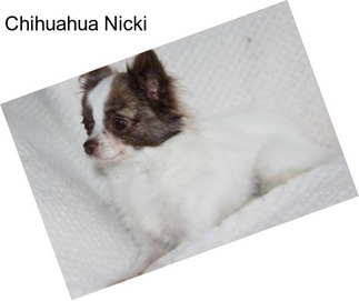 Chihuahua Nicki