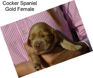 Cocker Spaniel Gold Female