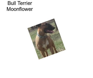 Bull Terrier Moonflower