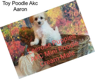 Toy Poodle Akc Aaron