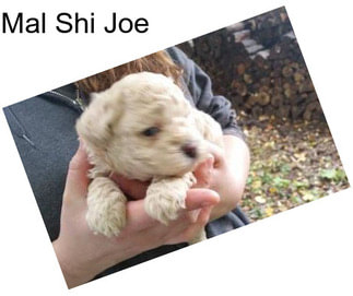 Mal Shi Joe